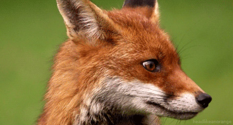 abstract_background ambiguous_gender animated_gif black_lips black_nose blinking brown_eyes ears_back feral fur inner_ear_fluff licking licking_lips licking_own_lips lips long_mouth looking_at_viewer no_sclera orange_body orange_fur pivoted_ears pupils real self_lick side_view simple_background slit_pupils snout solo tongue tongue_out tuft whiskers white_body white_fur unknown_artist canid canine fox mammal red_fox true_fox animated grandfathered_content low_res photography_(artwork) short_playtime source_request