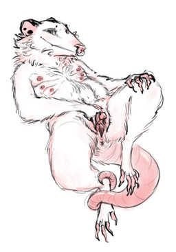 andromorph anthro erect_nipples exhibitionism intersex male nipples piercing presenting solo tail vaginal narcainine american_opossum mammal marsupial virginia_opossum hi_res trans_(lore)