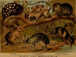 ambiguous_gender claws feral fur group plant quadruped tail text young young_feral hugh_craig public_domain american_opossum bandicoot dasyuromorph mammal marsupial virginia_opossum 1897 19th_century ancient_art english_text hi_res traditional_media_(artwork) parent_(lore) parent_and_child_(lore)