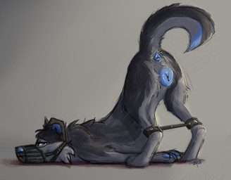 anatomically_correct anatomically_correct_genitalia animal_genitalia animal_vulva anus ass_up back_tuft bdsm black_body black_fur blue_anus blue_body blue_eyes blue_fur blue_inner_ear blue_nose blue_pawpads blue_paws blue_vulva bondage bound butt canine_genitalia canine_vulva cheek_tuft digitigrade facial_tuft female female_feral feral feral_bondage fur genitals grey_body grey_fur leg_spreader leg_tuft looking_at_viewer multicolored_body multicolored_fur muzzle_(object) muzzled pawpads paws presenting presenting_hindquarters presenting_vulva restraints simple_background smile smiling_at_viewer solo spread_legs spreader_bar spreading submissive tail tuft vulva a_dusty_wolf rodi canid canine canis domestic_dog mammal wolf
