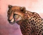 ambiguous_gender black_nose feral fur markings simple_background solo spots spotted_body spotted_fur whiskers noquelle cheetah felid feline mammal digital_media_(artwork) hi_res