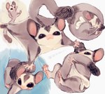 ambiguous_gender daww feral multiple_poses pose solo tail tail_grab text makotouf australian_possum mammal marsupial petaurid sugar_glider hi_res japanese_text