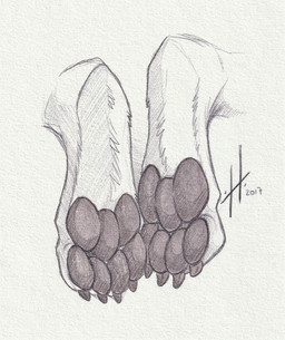 ambiguous_form ambiguous_gender claws feet foot_focus foot_shot pawpads simple_background solo toe_claws hufnaar ambiguous_species 2017 dated hi_res monochrome sketch tagme