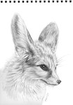 black_eyes black_nose detailed_fur ears_up feral fur realistic short_snout simple_background text three-quarter_view whiskers white_background dimasbka canid canine fennec_fox fox mammal true_fox 2024 dated detailed english_text graphite_(artwork) greyscale handwritten_text headshot_portrait hi_res monochrome portrait signature sketch traditional_media_(artwork)