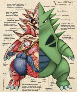 3_toes ambiguous_gender anatomical_diagram anatomical_study anatomy anatomy_chart anthro black_eyes blue_body bone brain chart claws closed_smile cross_section feet finger_claws front_view green_body guts intestines looking_at_viewer mouth_closed multicolored_body organs semi-anthro skull smile solo spikes spikes_(anatomy) teeth text toe_claws toes twitter_handle two_tone_body white_sclera x-ray_view christopher_stoll nintendo pokemon pokenatomy generation_2_pokemon pokemon_(species) tyranitar 2022 artist_name biological_illustration copyright_name english_text full-length_portrait hi_res portrait technical_illustration