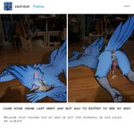 absurd_res after_sex animal_genitalia animal_humanoid anthro ass_up avian avian_feet avian_humanoid bird blue_body bodily_fluids butt came_home_drunk_and_got_way_too_excited claws cum cum_from_ass cum_in_ass cum_in_mouth cum_inside drunk english_text feathered_wings feathers genital_fluids genital_slit genitals hi_res humanoid leaking_cum male meme on_ground penis slavanich sleeping solo substance_intoxication tail tail_feathers tapering_penis text unconscious wings