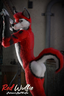 5_fingers alley anthro athletic bedroom_eyes biped black_nose butt claws countershade_face countershade_torso countershading digitigrade fence fingerless_(marking) fingerless_gloves_(marking) fingers fluffy fur gloves_(marking) hair looking_at_viewer looking_back looking_back_at_viewer male male_anthro markings narrowed_eyes nude pawpads paws presenting presenting_hindquarters public public_nudity raised_tail realistic red_body red_fur seductive slim standing tail text whiskers white_body white_fur white_whiskers red_wulfie red_(red_wulfie) canid canine canis mammal wolf 2:3 3d_(artwork) absurd_res blender_(artwork) blender_cycles_(artwork) digital_media_(artwork) hi_res watermark