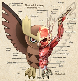 3_toes ambiguous_gender anatomical_diagram anatomical_study anatomy anatomy_chart beak beak_closed biped bone brown_body chart claws cross_section feathered_wings feathers feet feral front_view looking_at_viewer mouth_closed paper_background pupils realistic_wings red_eyes simple_background skull solo spread_wings tan_background text toe_claws toes twitter_handle white_sclera wings x-ray_view christopher_stoll nintendo pokemon pokenatomy generation_2_pokemon noctowl pokemon_(species) 2022 biological_illustration copyright_name digital_drawing_(artwork) digital_media_(artwork) english_text full-length_portrait hi_res portrait species_name technical_illustration