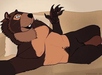 anthro beaver_tail furniture human_torso male paws raised_paw selfie sofa species_transformation teeth transformation whiskers wereren beaver humanoid mammal rodent hi_res