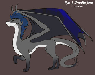 ambiguous_gender black_feet black_wings blue_hair feet feral grey_body grey_skin hair horn quadruped solo tail text white_body wings feretta mythology tale_of_tails nyo_la_nixan_(character) draakin draako dragon mythological_creature mythological_scalie scalie character_name english_text hi_res model_sheet female_(lore)