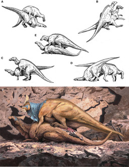after_sex ass_to_ass ass_up blue_neck brown_body duo female female_feral feral feral_on_feral from_behind_position lying male male/female male_feral mounting on_front on_side outside_sex perching_position scar sex wounded troco dinosaur hadrosaurid olorotitan ornithischian ornithopod prehistoric_species reptile scalie absurd_res biological_illustration colored greyscale hi_res monochrome multiple_images technical_illustration zoological_illustration