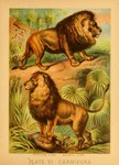 feral fur group male mane paws plant quadruped tail tail_tuft text trio tuft whiskers hugh_craig public_domain felid lion mammal pantherine 1897 19th_century absurd_res ancient_art biological_illustration hi_res technical_illustration traditional_media_(artwork) zoological_illustration