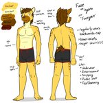 anthro boxer_briefs bulge clothed clothing furgonomics male navel nipples simple_background solo text topless underwear underwear_only white_background fuze fuzeyeen hyena mammal spotted_hyena 1:1 english_text hi_res model_sheet