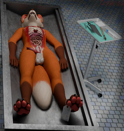 4_toes anthro autopsy autopsy_table balls blood bodily_fluids claws corpse death dissection feet foot_focus fur genital_mutilation genital_torture genitals gore gore_focus guts intestines lying male male_death medical_examination morgue mutilation open_mouth orange_body orange_fur organs pawpads paws penis slab snuff solo tail toes ossiriss canid canine fox mammal hi_res story story_in_description