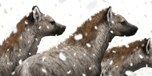 black_eyes black_markings black_nose black_spots brown_body brown_fur feral fur group markings quadruped realistic realistic_feral snow snowing spots spotted_body spotted_fur tan_body tan_fur trio renum63 cave_hyena hyena mammal prehistoric_species spotted_hyena 2016 detailed