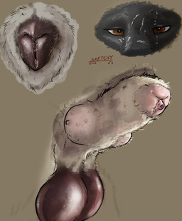 ambiguous_form animal_genitalia animal_vulva balls brown_background brown_balls brown_eyes brown_vulva canine_genitalia canine_vulva eyelashes female fur genitals grey_body grey_fur knot_in_sheath looking_at_viewer male penis penis_tip sheath simple_background solo vulva white_sheath sketchy_shelby canid canine mammal 2026 dated hi_res signature