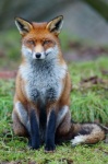 4_toes ambiguous_gender black_fur black_lips black_nose brown_eyes canine day digitigrade feral fox fur grass hindpaw inner_ear_fluff long_mouth looking_at_viewer mammal markings no_sclera orange_fur outside pawpads paws photo real red_fox sitting slit_pupils snout socks_(marking) solo stare toes unknown_artist whiskers white_fur
Rating: Safe
Score: 26
User: ThatPurpleFox
Date: September 15, 2012 4_toes ambiguous_gender black_fur black_lips black_nose brown_eyes canine day digitigrade feral fox fur grass hindpaw inner_ear_fluff long_mouth looking_at_viewer mammal markings no_sclera orange_fur outside pawpads paws photo real red_fox sitting slit_pupils snout socks_(marking) solo stare toes unknown_artist whiskers white_fur
Rating: Safe
Score: 26
User: ThatPurpleFox
Date: September 15, 2012