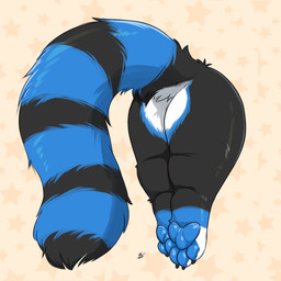 anthro big_butt black_body black_fur blue_body blue_fur blue_pawpads butt claws digitigrade fluffy fluffy_ass fluffy_tail fur grey_body grey_fur long_tail male markings pawpads striped_markings striped_tail stripes tail tail_markings thick_thighs through_wall toe_claws white_body white_fur louart nirutsu_blueberry canid canine canis domestic_cat domestic_dog felid feline felis fox husky hybrid mammal nordic_sled_dog procyonid raccoon spitz wolf 1:1 absurd_res hi_res