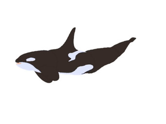 anatomically_correct erection feral flippers male solo teeth teeth_showing tongue deckarddragoon aquatic cetacean dolphin mammal oceanic_dolphin orca toothed_whale animated hi_res short_playtime video