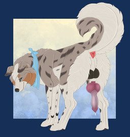 animal_genitalia animal_penis anus balls blue_eyes canine_genitalia canine_penis ejaculation erection feral genitals kerchief knot knot_root knotted_penis looking_at_viewer male penis presenting presenting_anus presenting_penis sheath solo hedonophobia_h rikuroo australian_shepherd canid canine canis domestic_dog herding_dog mammal pastoral_dog sheepdog hi_res