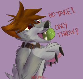 anthro ball ball_in_mouth black_nails brown_hair collar collar_only colored_nails fur grey_body grey_fur hair male nails nude paws red_eyes solo tennis_ball text 2001maxx conditional_dnp no_take_only_throw maxx_(2001maxx) canid canine canis domestic_dog husky mammal nordic_sled_dog spitz absurd_res hi_res