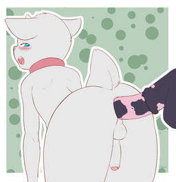 anal anal_penetration animal_genitalia animal_penis anthro anthro_penetrated anus backsack balls bent_over biped black_penis blue_eyes blush butt collar disembodied_penis duo equine_genitalia equine_penis erection foreskin fur genitals half-closed_eyes horn humanoid_genitalia humanoid_penis interspecies looking_back male male/male male_penetrated male_penetrating male_penetrating_male medial_ring multicolored_penis narrowed_eyes nude open_mouth partially_retracted_foreskin pattern_background penetration penile penile_penetration penis penis_in_ass perineum pink_nose pink_penis sex simple_background solo_focus two_tone_penis white_body white_fur young young_anthro young_male clydeli bovid caprine goat mammal 2017 hi_res