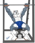 abs anthro armpit_hair barbell bench bench_press biceps big_muscles blue_bottomwear blue_clothing blue_shorts body_hair bottomwear bulge clothed clothing deltoids detailed_bulge exercise feet fur grey_body humanoid_feet humanoid_hands male muscular muscular_anthro muscular_male navel nipples obliques pecs plantigrade quads shorts solo spread_legs spreading topless white_body chestnuts_(artist) alaskan_malamute canid canine canis domestic_dog mammal nordic_sled_dog spitz