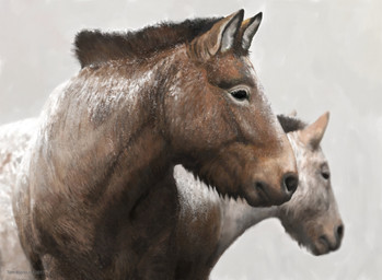 black_eyes brown_body brown_fur duo feral fur quadruped realistic realistic_feral snow renum63 equid equine mammal prehistoric_species wild_horse 2017 artrage_(artwork) detailed digital_media_(artwork) hi_res