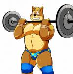 anthro big_muscles biped blush briefs bulge clothing exercise holding_barbell holding_object male muscular muscular_anthro muscular_male navel nipples open_mouth pubes simple_background solo teeth underwear weightlifting white_background workout shiba-kenta kenta_shiba_(character) canid canine canis domestic_dog mammal shiba_inu spitz