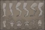 2012 4_toes 5_toes abstract_background ambiguous_gender anatomy anisodactyl anthro avian avian_feet big_claws black_border border canid canine claws close-up digital_drawing_(artwork) digital_media_(artwork) digitigrade dragon drpickelle english_text equid feet fur grey_theme greyscale hi_res hooves how-to human informative lizard mammal model_sheet monochrome mythological_creature mythological_scalie mythology pawpads paws plantigrade reptile scales scalie shaded side_view signature simple_background solo talons text toes unguligrade