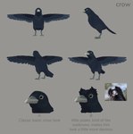 alternate_form ambiguous_gender beak black_body black_feathers claws countershading feathers feral solo spread_wings standing text wings xvalociraptor little_kitty_big_city crow_(lkbc) avian bird corvid corvus_(genus) crow oscine passerine absurd_res concept_art english_text hi_res model_sheet official_art photography_(artwork)