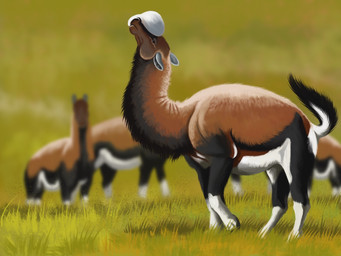 ambiguous_gender black_body black_fur brown_body brown_fur feral field fur grass group herd multicolored_body multicolored_fur plant quadruped white_body white_fur agustindiazart litopteran macrauchenia mammal 2025 4:3 hi_res