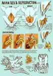 2_toes anatomical_diagram anatomy animal_genitalia big_ears blue_background bone_frill cloaca cross_section cutaway egg feathered_wings feathers feet female feral frill_(anatomy) from_front_position genitals group heart_symbol internal internal_testicles lying male male/female missionary_position multi_eye neck_tuft on_back open_mouth ovaries oviposition ovipositor penetration pouch_(anatomy) pouch_penetration sex simple_background spread_legs spread_wings spreading standing standing_sex tail tail_feathers text toes tuft wings yellow_cloaca yellow_ovipositor jayrockin runaway_to_the_stars alien avian avian_(rtts) english_text hi_res monochrome multiple_images restricted_palette