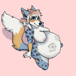 anthro belly big_belly bloated blue_body blue_eyes blue_fur blue_spots blush bodily_fluids breasts claws female fur hair heterochromia nervous nervous_smile nipples oral_vore orange_body orange_eyes orange_fur orange_hair slightly_chubby slightly_chubby_female solo spots sweat vore white_body white_fur white_hair tpxart cobar_(tundratig) australian_shepherd canid canine canis domestic_dog herding_dog mammal pastoral_dog sheepdog absurd_res hi_res gynomorph_(lore)
