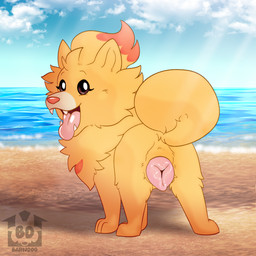 animal_genitalia animal_vulva beach breath butt canine_genitalia canine_teeth canine_vulva cheek_tuft cloud curled_tail facial_tuft feet female feral fluffy fluffy_tail fur genitals head_tuft looking_at_viewer looking_back looking_back_at_viewer neck_tuft open_mouth open_smile orange_body orange_ears orange_fur outside panting paws pink_nose pink_tongue pink_vulva pointy_ears presenting presenting_vulva prick_ears quadruped raised_tail red_body red_fur sand sea seaside simple_background sky smile snout solo tail teeth tongue tongue_out tuft vulva water wave barndog game_freak nintendo pokemon pokemon_winds_and_waves canid canine generation_10_pokemon mammal pokemon_(species) pombon 1:1 2026 hi_res
