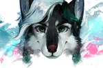 ambiguous_gender black_body black_fur fur green_eyes hair solo white_hair juliathedragoncat canid canine canis domestic_dog husky mammal nordic_sled_dog spitz wolf 2019 3:2 digital_media_(artwork) headshot_portrait hi_res portrait