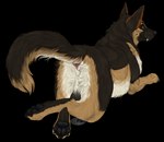 2022 4_toes aliena-cordis alpha_channel anatomically_correct anatomically_correct_anus anus backsack balls black_balls black_pawpads brown_body brown_fur butt canid canine canis claws crossed_legs digital_media_(artwork) digitigrade domestic_dog fangs feet feral finger_claws fur genitals german_shepherd herding_dog looking_back lying male mammal north_shepherd on_front pastoral_dog pawpads paws perineum quadruped rear_view red_eyes simple_background solo tan_body tan_fur teeth toe_claws toes transparent_background whiskers white_body white_fur