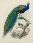 beak biped claws duo feathers female feral male plant scientific_name scutes sexual_dimorphism joseph_wolf public_domain avian bird galliform peafowl phasianid 1872 19th_century ancient_art hi_res lithograph_(artwork) traditional_media_(artwork)