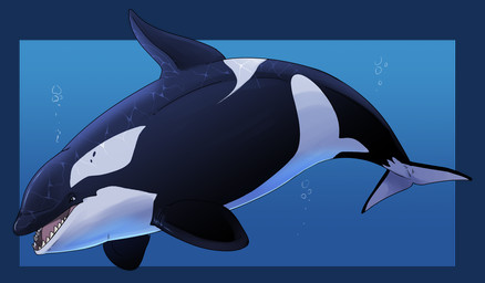 ambiguous_gender blue_body bubble detailed_background dorsal_fin feral fin glistening glistening_eyes open_mouth red_tongue side_view solo tongue underwater water white_body swampjaws aquatic cetacean dolphin mammal oceanic_dolphin orca toothed_whale alpha_channel