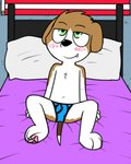 anthro bed black_seam_underwear blue_briefs blue_clothing blue_underwear blush briefs brown_body brown_fur bulge clothed clothing colored_seam_underwear fur furniture green_eyes male solo underwear white_body white_fur young young_anthro pokefound ollie_(pokefound) beagle canid canine canis domestic_dog hunting_dog mammal scent_hound 4:5