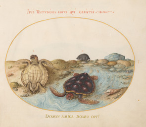 ambiguous_feral ambiguous_gender anus conch detailed_background feral fur group lying male male_feral on_back on_front quadruped rock scales shell short_tail standing tail text trio turtle_shell water whiskers joris_hoefnagel public_domain cheloniid cricetid green_sea_turtle mammal muskrat reptile rodent scalie sea_turtle turtle 16th_century absurd_res ancient_art hi_res latin_text painting_(artwork) traditional_media_(artwork) traditional_painting_(artwork) traditional_watercolor_(artwork) translation_request watercolor_(artwork)