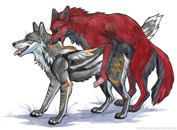 anal anal_penetration animal_genitalia animal_penis bite black_nose canine_genitalia canine_penis cheek_tuft duo erection facial_tuft feral feral_on_feral feral_penetrated feral_penetrating feral_penetrating_feral from_behind_position fur genitals grass grey_body grey_fur grey_tail knot knotted_penis male male/male male_penetrated male_penetrating male_penetrating_male neck_bite neck_tuft open_mouth orange_eyes orange_stripes penetration penile penile_penetration penis penis_in_ass pink_penis plant red_body red_fur red_tail sex simple_background stripes tail tongue tongue_out tuft white_background white_body white_fur white_tail yellow_eyes heatherwolf canid canine canis mammal wolf
