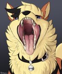 arcanine bell bell_collar bodily_fluids cain_(slimyjaws) collar feral generation_1_pokemon hi_res looking_at_viewer male mouth_shot nintendo open_mouth pokemon pokemon_(species) saliva simple_background slimyjaws solo tongue tongue_out