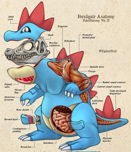amber_eyes ambiguous_gender anatomy anthro biped blue_body bone claws cross_section dorsal_ridge finger_claws front_view furrowed_eyebrows guts intestines looking_at_viewer mouth_closed organs plantigrade pupils red_body semi-anthro skull snout solo tail tan_body teeth text toe_claws white_claws white_sclera christopher_stoll nintendo pokemon pokenatomy feraligatr generation_2_pokemon pokemon_(species) 2022 biological_illustration copyright_name digital_drawing_(artwork) digital_media_(artwork) english_text exploded-view_drawing full-length_portrait hi_res portrait species_name technical_illustration