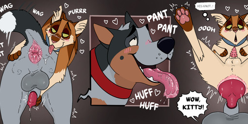 anal anal_penetration anal_stretching anal_tugging anatomically_correct anatomically_correct_anus animal_genitalia animal_penis anus balls big_balls blush blush_lines bodily_fluids breath canine_genitalia canine_penis collar duo feline_genitalia feline_penis feral genitals heart_symbol huge_penetration knot knot_root looking_pleasured male male/male motion_lines oral orifice_tugging panting pawpads paws penetration penile_spines penis penis_tip rimming rubbing_penis saliva saliva_string scar sex sheath size_difference small_balls small_penis smaller_penetrated tail tail_motion tailwag tongue tongue_out torn_ear badfurgood cody_(badfurgood) red_(badfurgood) australian_cattle_dog canid canine canis cattledog domestic_cat domestic_dog felid feline felis herding_dog mammal pastoral_dog hi_res
