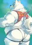 anthro belly biped black_nose blush butt clothing fur jockstrap kemono male slightly_chubby solo underwear white_body white_fur nekomarudon tanukimaru canid canine canis domestic_dog mammal nordic_sled_dog samoyed spitz 2021