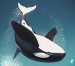 ambiguous_feral ambiguous_gender ambiguous_slit barely_visible_genitalia black_body blue_eyes blue_markings feral fin genitals heart_(marking) logo markings midair solo splash water white_body year wesphin bekuta_(wesphin) cetacean dolphin mammal marine oceanic_dolphin orca toothed_whale 2023 artist_logo hi_res male_(lore)
