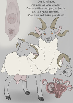 female female_feral feral genitals multi_genitalia multi_head multi_nipple multi_teat nipples pregnant pregnant_female pregnant_feral solo teats text udders vulva what tiny_terrible bovid caprine mammal sheep english_text hi_res