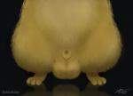 animal_genitalia balls balls_shot biped black_background close-up front_view fur genital_shot genitals male nude sheath simple_background solo yellow_balls yellow_body yellow_fur zeklullaby nintendo pokemon detective_pikachu generation_1_pokemon mammal pikachu pokemon_(species) rodent 2019 digital_media_(artwork) hi_res