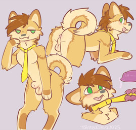 all_fours animal_genitalia animal_penis anthro anus balls biped blep blush butt canine_genitalia canine_penis collar collar_only curled_tail duo erection fangs fully_sheathed fur genitals green_eyes imminent_oral leash leash_pull looking_at_viewer male male/male mostly_nude multiple_poses necktie necktie_only nude penis perineum pose sheath simple_background smile solo_focus tail tan_body tan_fur teeth tongue tongue_out taintedstar spazzyspitz canid canine canis domestic_dog finnish_spitz mammal spitz 2025 digital_drawing_(artwork) digital_media_(artwork) hi_res signature